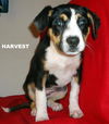 Harvest (Puppy)