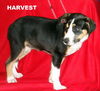 Harvest (Puppy)