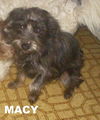 Macy