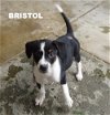 Bristol (Puppy)