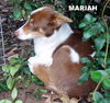 Mariah