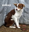 Mariah