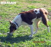 Mariah