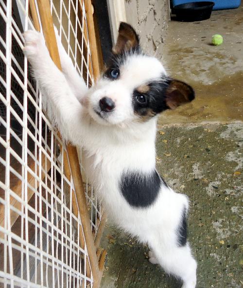 Spunky (Puppy)