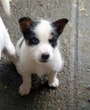Spunky (Puppy)
