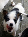 Spunky (Puppy)