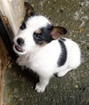 Spunky (Puppy)