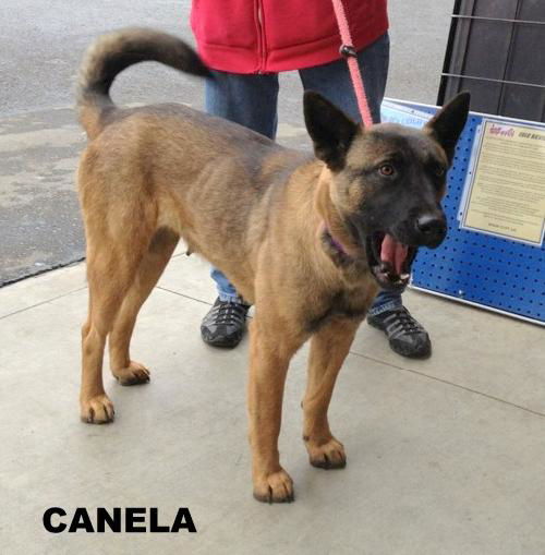 Canela