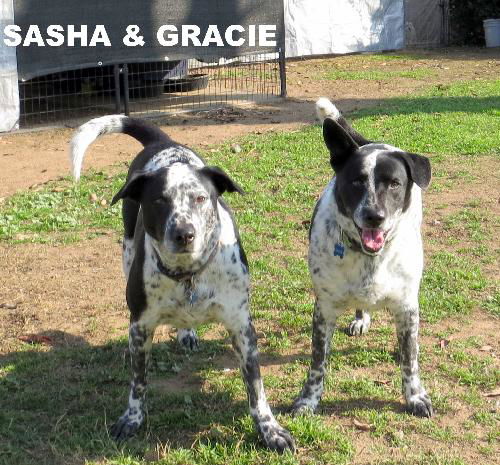 Sasha & Gracie