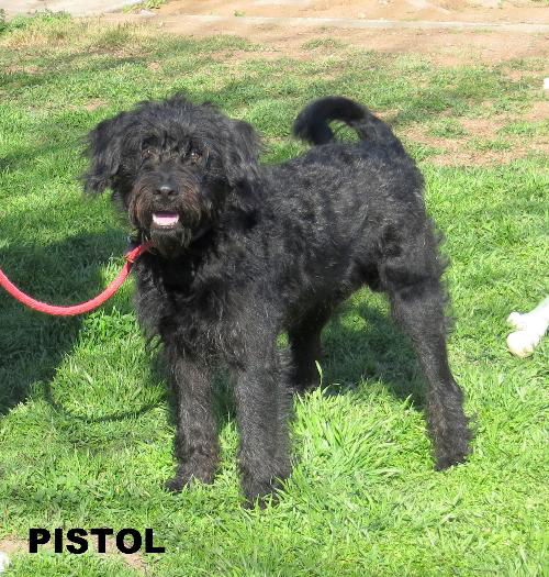 Pistol (Ritzy)