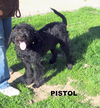 Pistol (Ritzy)