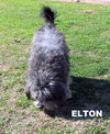 Elton (Ritzy)