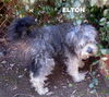 Elton (Ritzy)