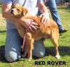 Red Rover