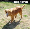 Red Rover