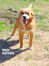 Red Rover