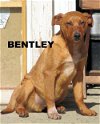 Bentley (Puppy)