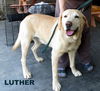 Luther (Ritzy)