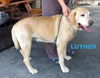 Luther (Ritzy)