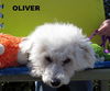 Oliver (Posh Puppy)