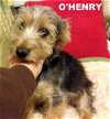 O'Henry (Posh Pupppy)
