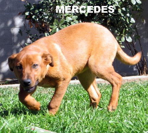 Mercedes (Puppy)