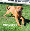 Mercedes (Puppy)