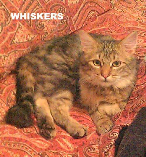 Whiskers (Kitten)