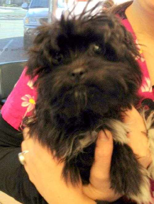 Buttons (Posh Puppy)