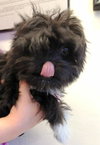 Buttons (Posh Puppy)