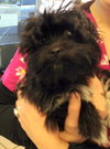 Buttons (Posh Puppy)