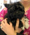 Buttons (Posh Puppy)