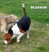 Blossom (Ritzy)