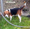 Blossom (Ritzy)