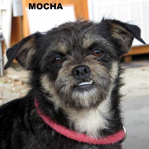 Mocha