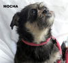 Mocha