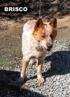 Brisco (Ritzy)