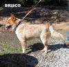Brisco (Ritzy)