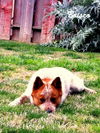 Brisco (Ritzy)