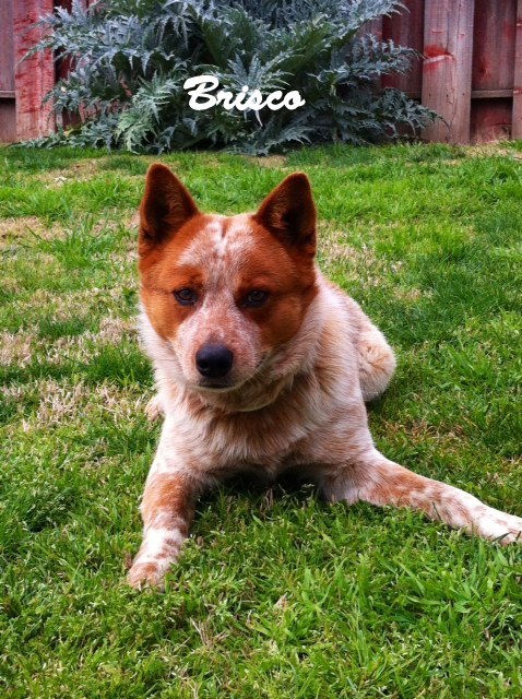 Brisco (Ritzy)