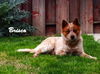 Brisco (Ritzy)