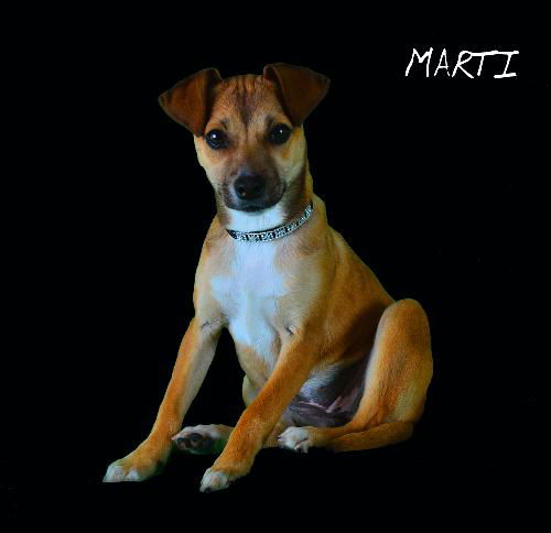 Marti (Puppy)