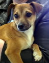 Marti (Puppy)