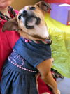 Marti (Puppy)