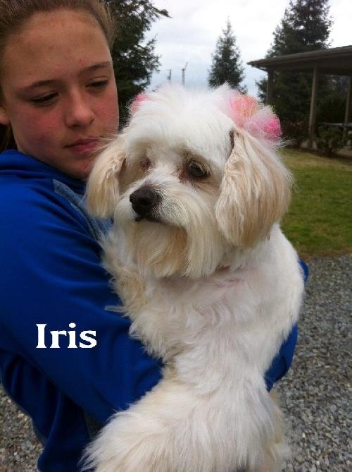 Iris (Ritzy - GrandPaws)