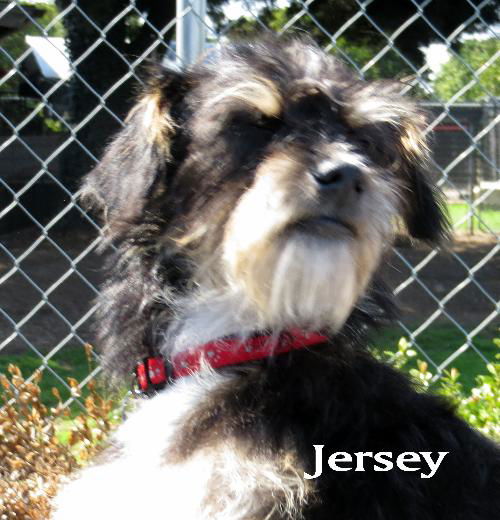 Jersey (Ritzy)