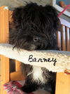 Barney (Ritzy)