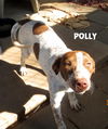 Polly