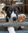Razzle and Dazzle