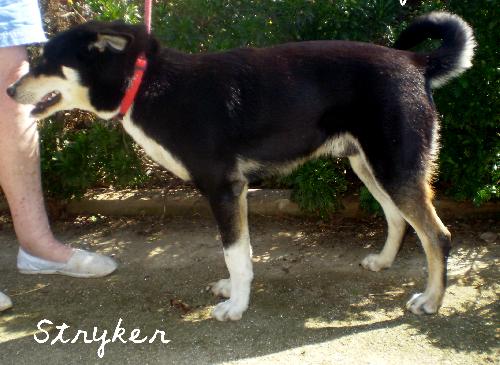 Stryker